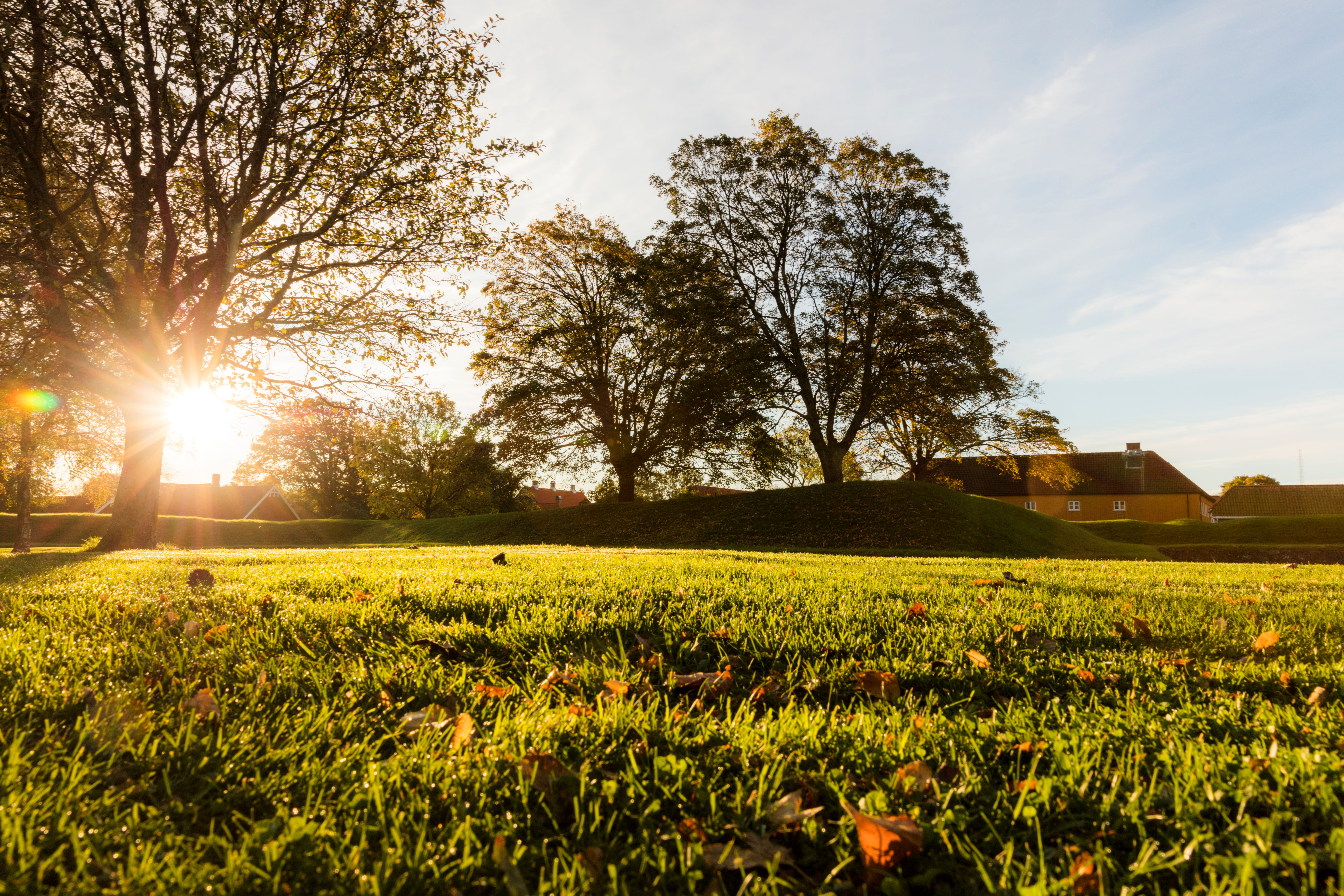 Sol over gressplen og treer