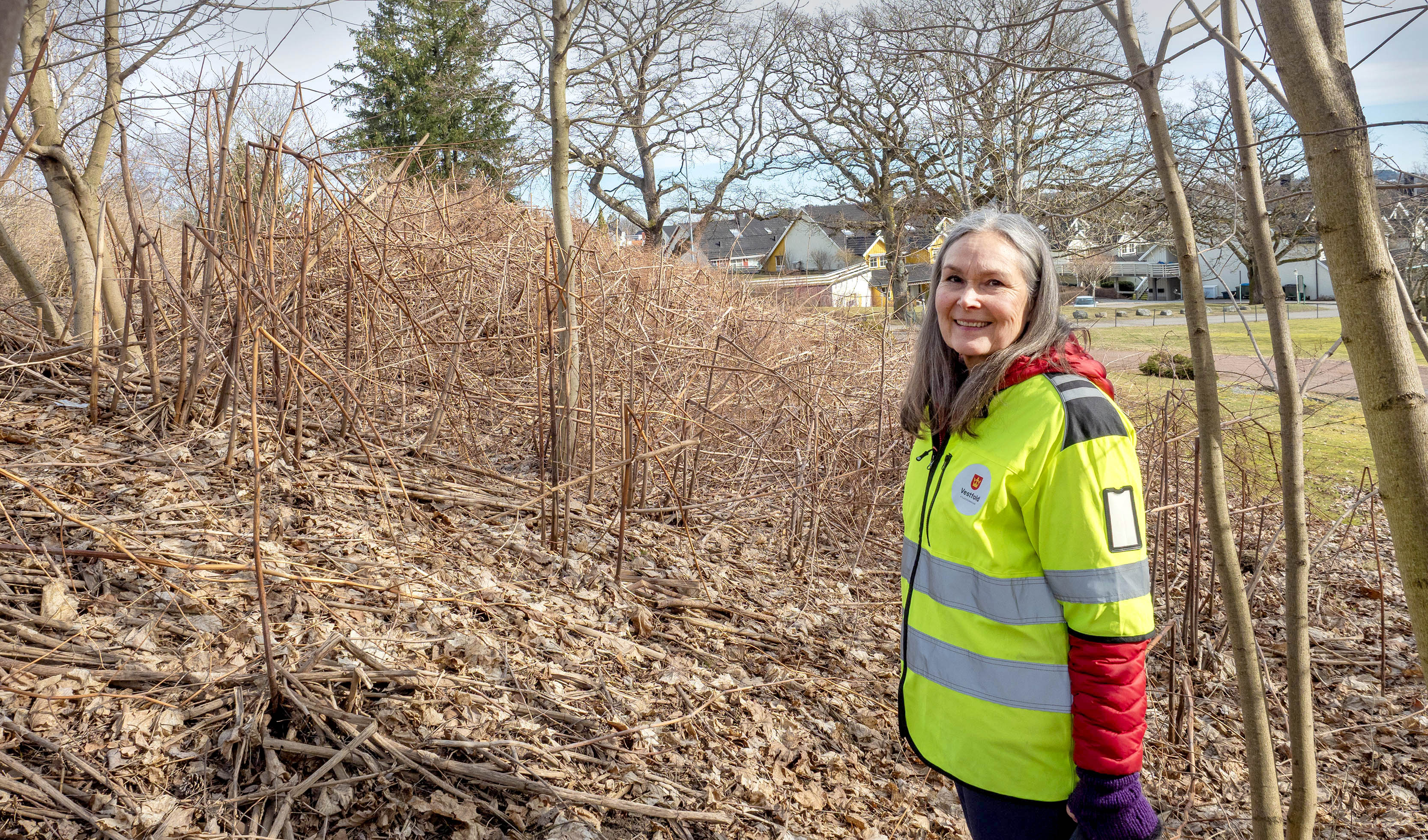 Foto av Kari Therese Svinø foran en stor forekomst av den innvanderende og svartelista planten parkslirekne på Teie i Færder kommune